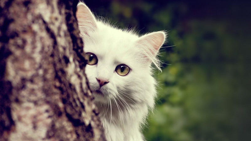 点击大图看下一张：可爱迷人的猫咪