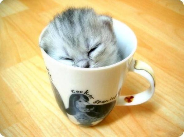 点击大图看下一张：懒懒的小茶杯猫图片