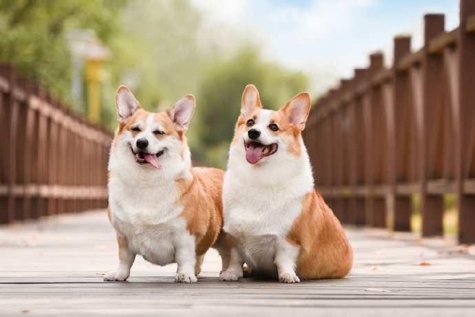 点击大图看下一张：一组超级可爱的双胞胎柯基狗狗