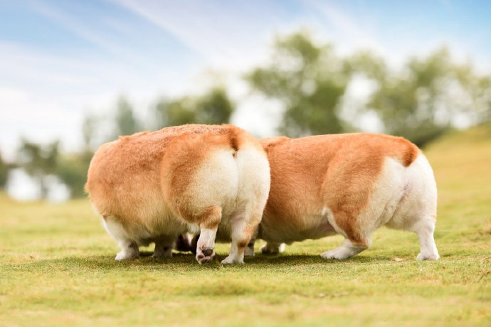点击大图看下一张：一组超级可爱的双胞胎柯基狗狗