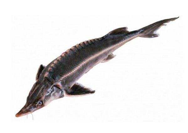 点击大图看下一张：鲟鱼是现存起源最早的脊椎动物之一