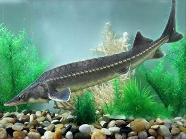 点击大图看下一张：鲟鱼是现存起源最早的脊椎动物之一