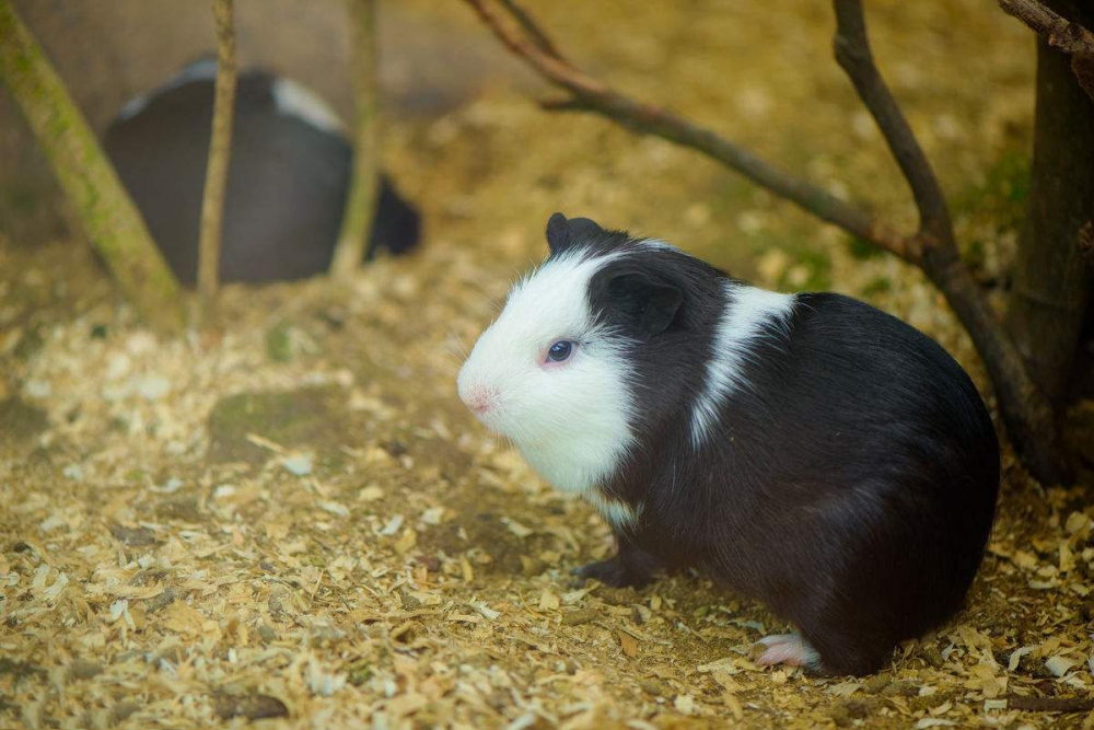 点击大图看下一张：胖嘟嘟的荷兰猪豚鼠图片