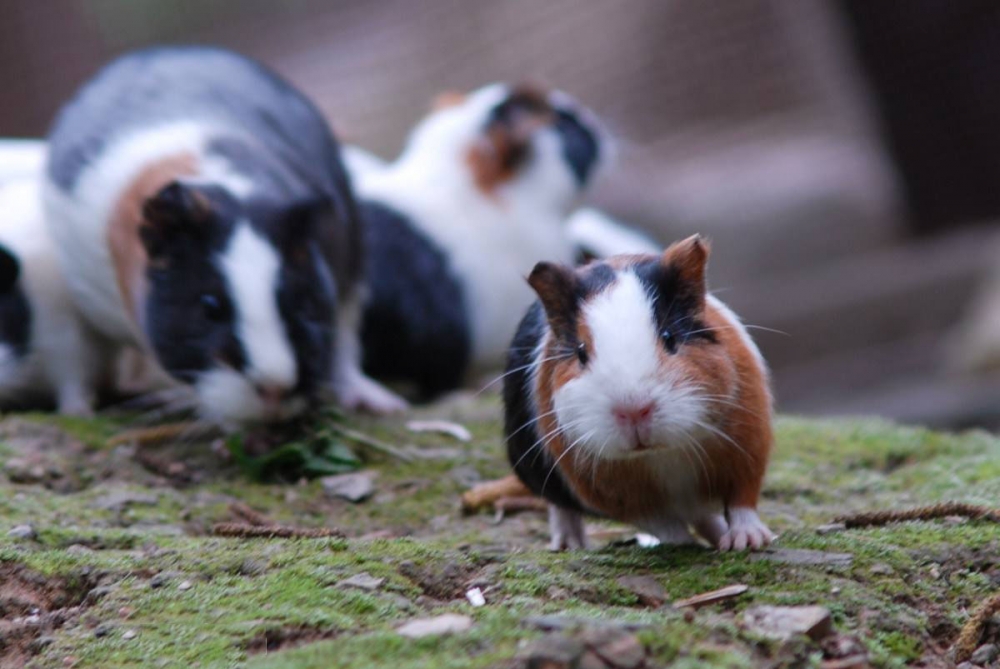 点击大图看下一张：胖嘟嘟的荷兰猪豚鼠图片