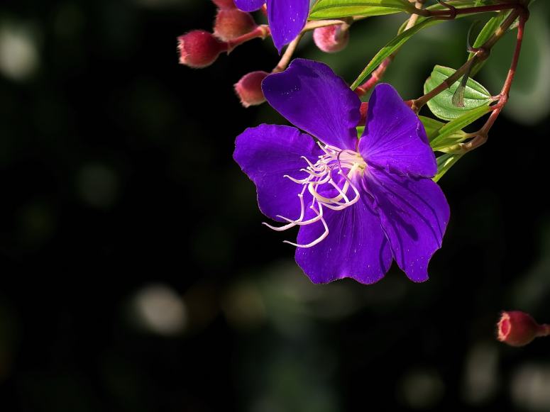 点击大图看下一张：淡雅朴素的紫色野牡丹花图片