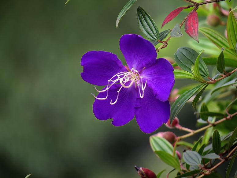 点击大图看下一张：淡雅朴素的紫色野牡丹花图片
