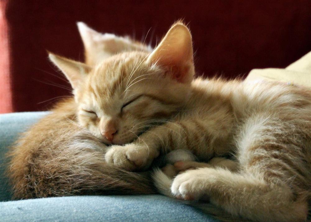 点击大图看下一张：一组猫星人睡觉图片