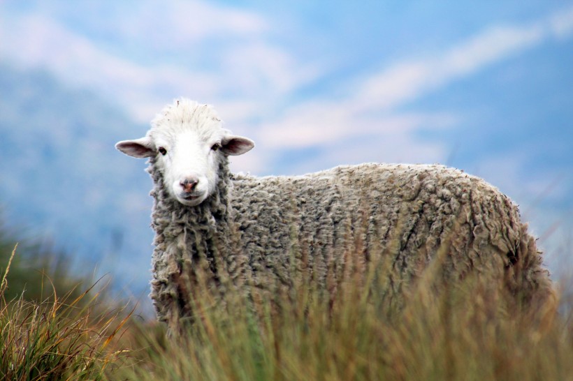 点击大图看下一张：一组温顺迷人的绵羊图片欣赏