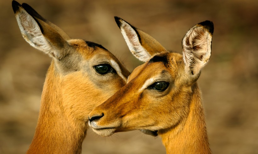 点击大图看下一张：一组聪明伶俐的野生鹿图片欣赏