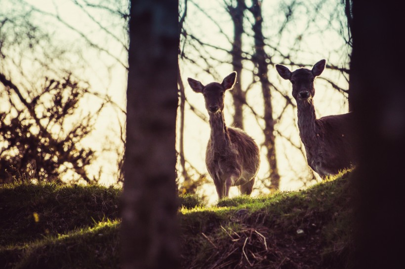 点击大图看下一张：一组聪明伶俐的野生鹿图片欣赏