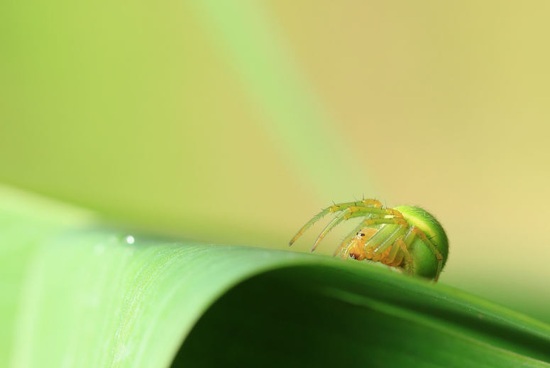 点击大图看下一张：令人畏惧的绿蜘蛛高清图片欣赏