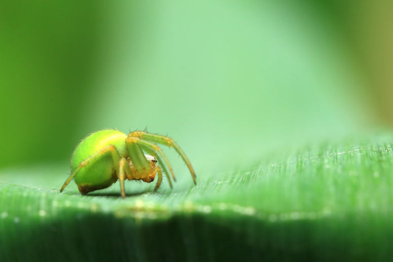 点击大图看下一张：令人畏惧的绿蜘蛛高清图片欣赏