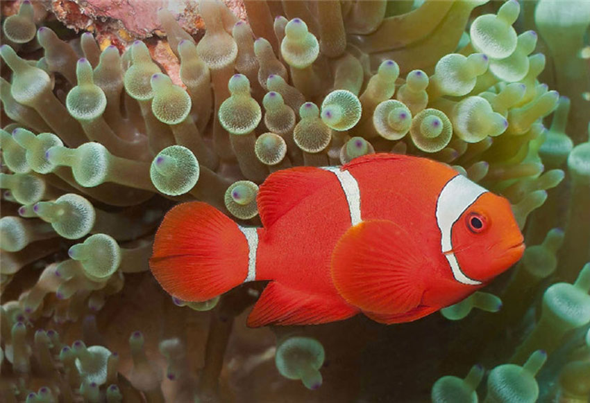点击大图看下一张：色彩斑斓的小丑鱼摄影图片