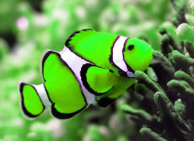 色彩斑斓的小丑鱼摄影图片