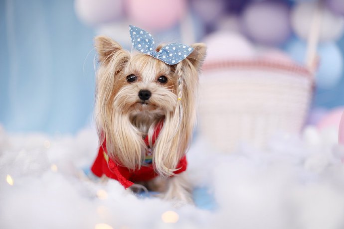 点击大图看下一张：一组可爱的各种小狗狗拍摄图片欣赏