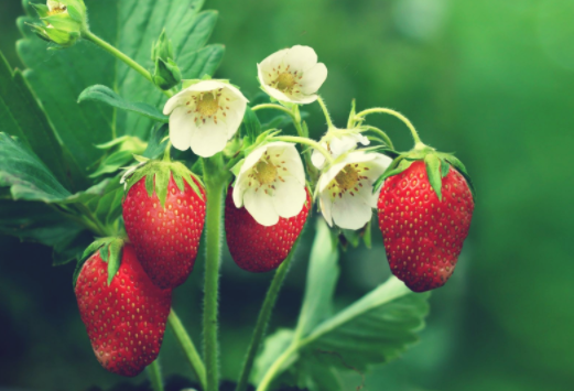 点击大图看下一张：一组特别精致的草莓图片欣赏