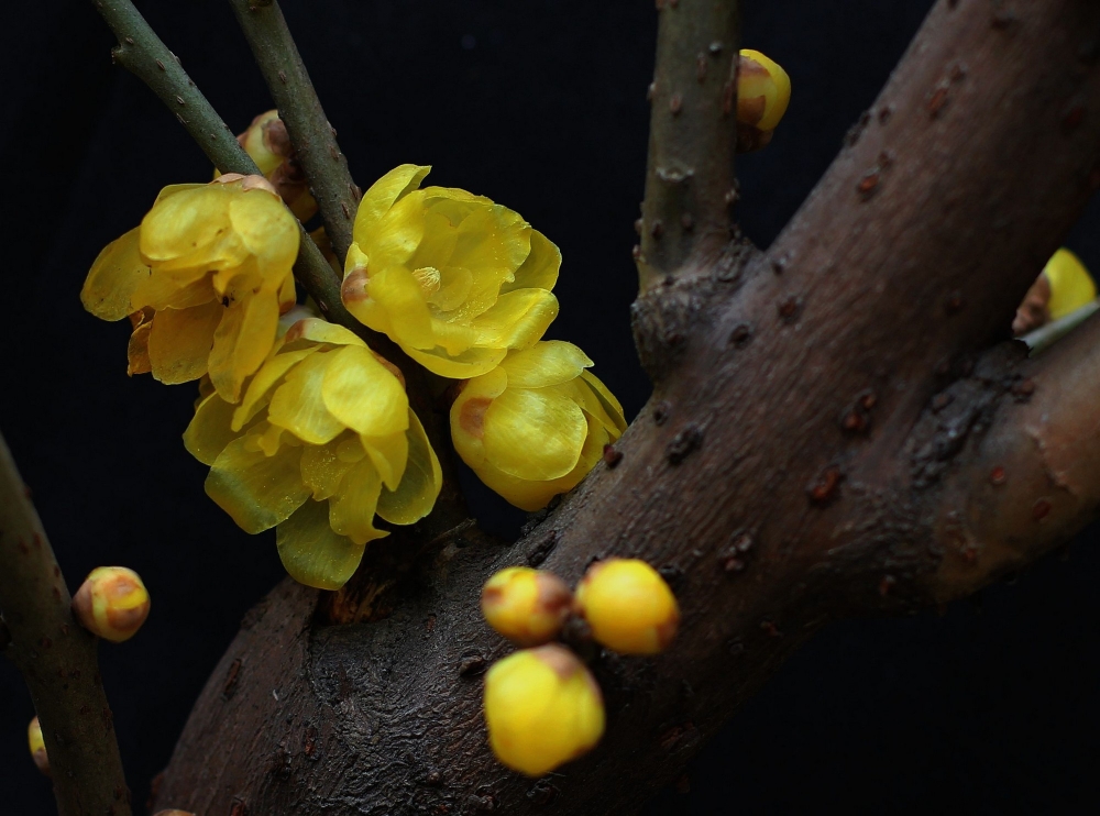 点击大图看下一张：傲雪斗霜的黄色腊梅花图片