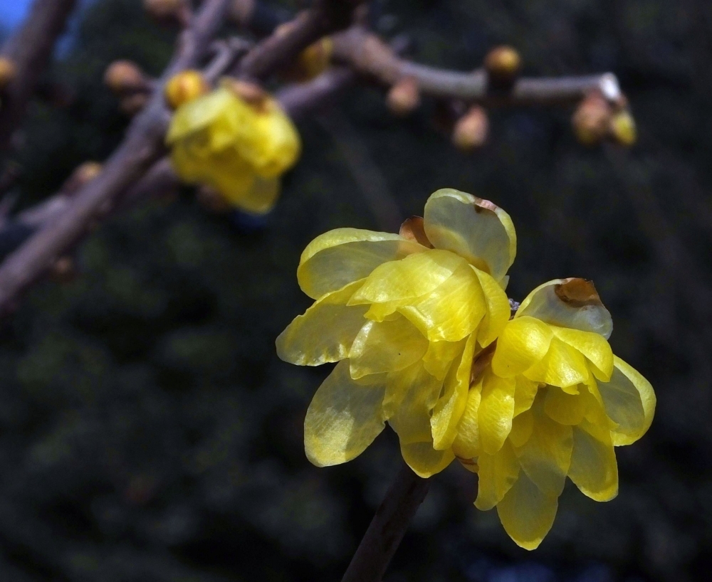 点击大图看下一张：傲雪斗霜的黄色腊梅花图片