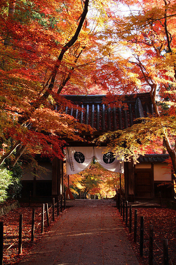 点击大图看下一张：日本的​​​​秋天美景图片欣赏