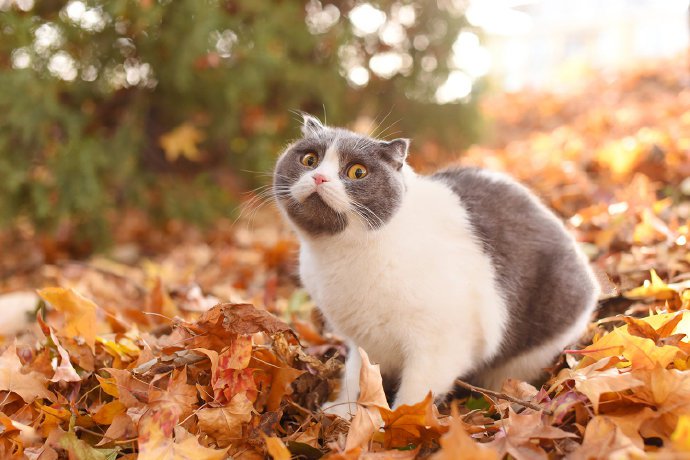 点击大图看下一张：一组秋景里的小猫猫真是美极了