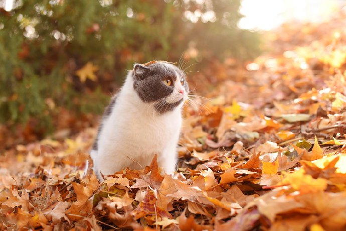 点击大图看下一张：一组秋景里的小猫猫真是美极了