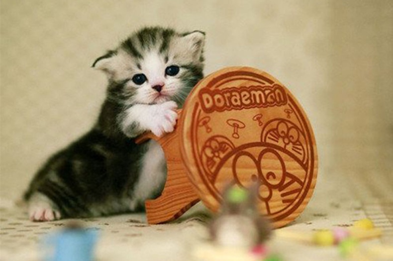 点击大图看下一张：迷你小宠物茶杯猫的图片