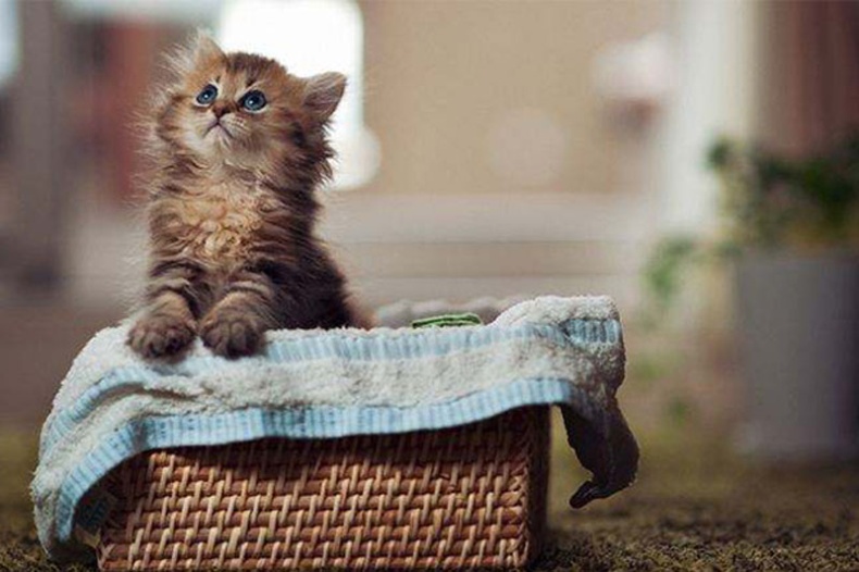 点击大图看下一张：迷你小宠物茶杯猫的图片