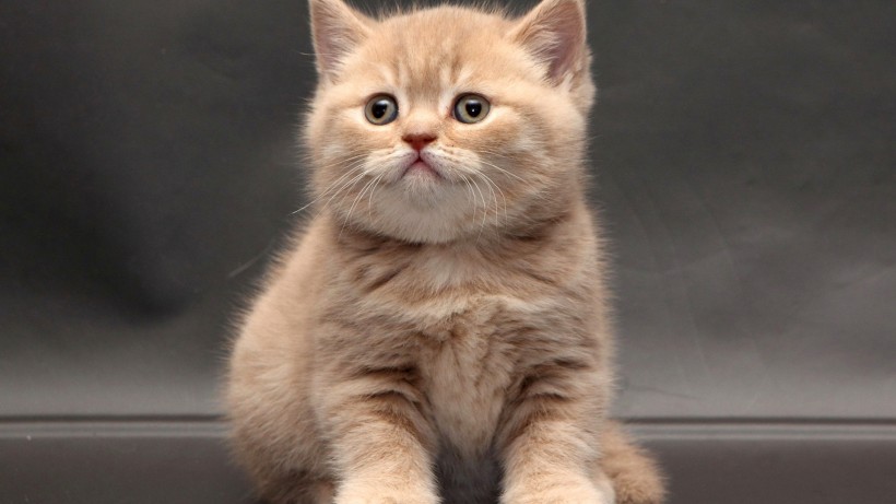 点击大图看下一张：温柔可爱的英国短毛猫图片