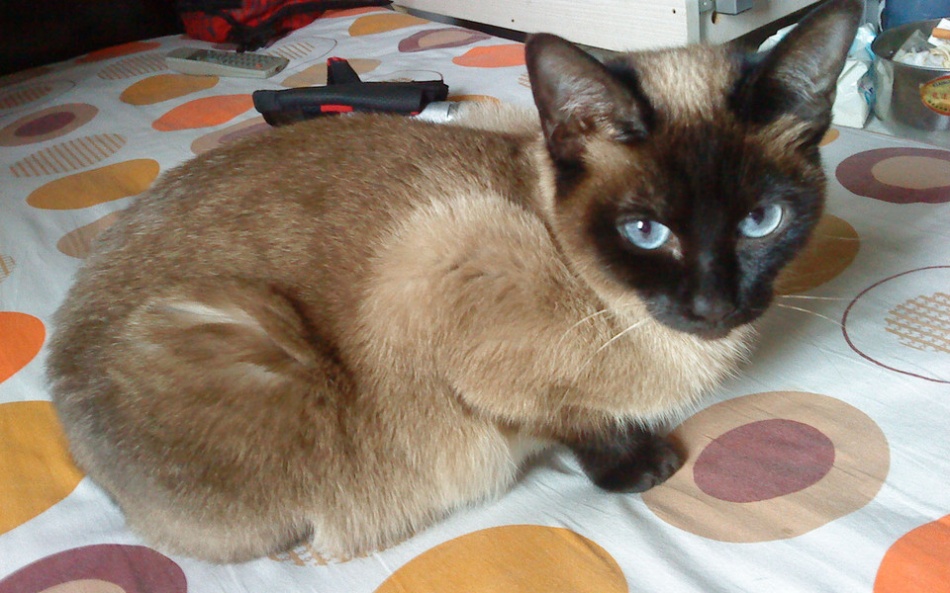 点击大图看下一张：暹罗猫高清猫咪图片
