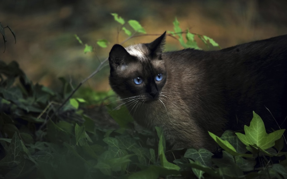点击大图看下一张：暹罗猫高清猫咪图片
