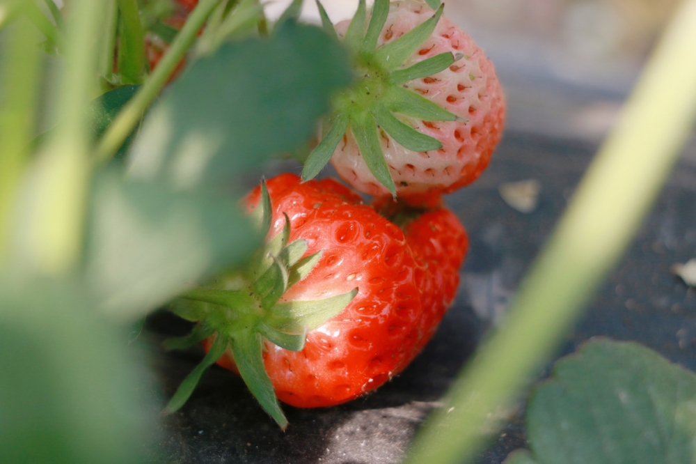 点击大图看下一张：草莓园里的草莓图片大全