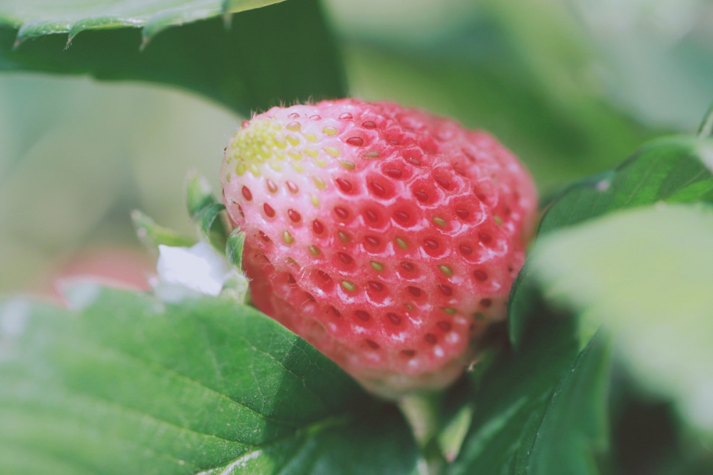 点击大图看下一张：草莓园里的草莓图片大全