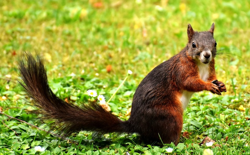 点击大图看下一张：一组机灵可爱的棕色小松鼠图片欣赏