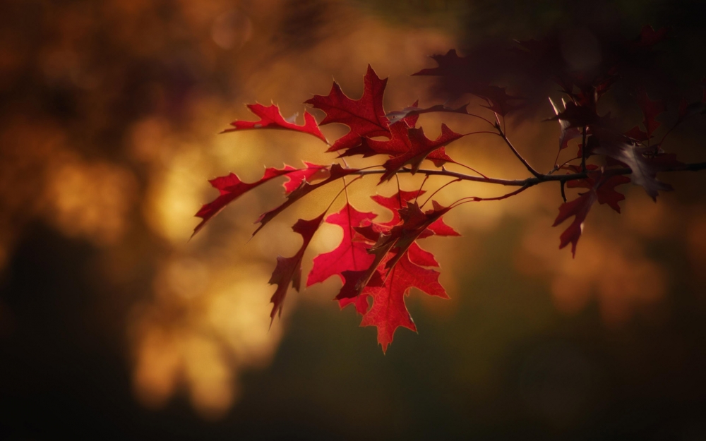 点击大图看下一张：超美秋季红枫叶图片桌面壁纸