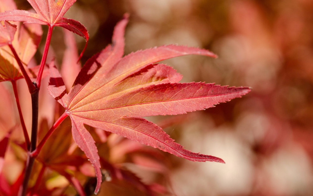 点击大图看下一张：超美秋季红枫叶图片桌面壁纸