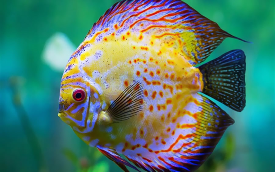 点击大图看下一张：活泼清新的热带鱼