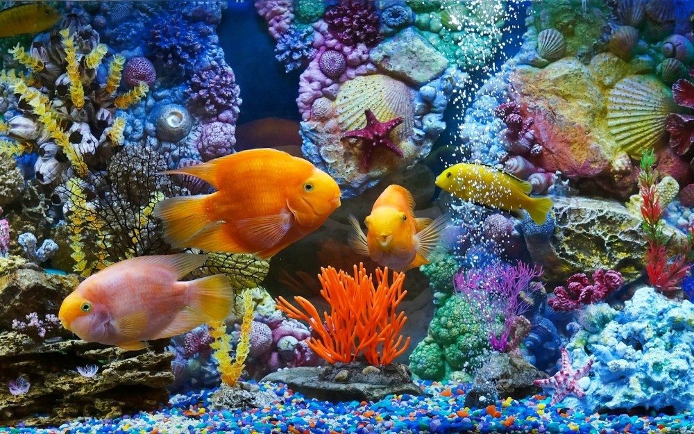 点击大图看下一张：美丽自由的鱼群