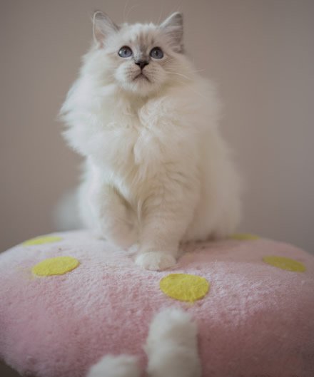 点击大图看下一张：一组顽皮可爱的布偶猫图片