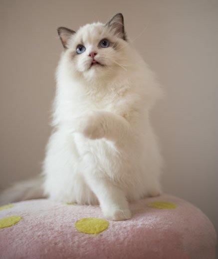 点击大图看下一张：一组顽皮可爱的布偶猫图片