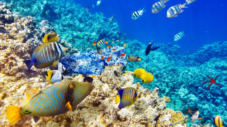 点击大图看下一张：美轮美奂的海底珊瑚鱼群图片
