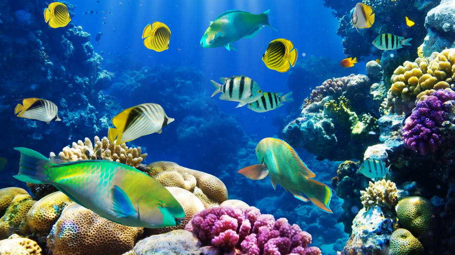 点击大图看下一张：美轮美奂的海底珊瑚鱼群图片