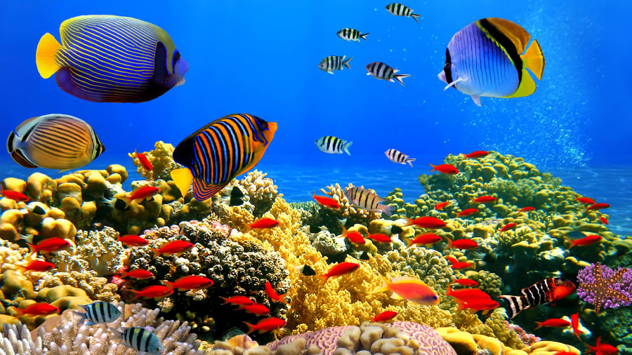 点击大图看下一张：一组梦幻五彩斑斓热带鱼图片