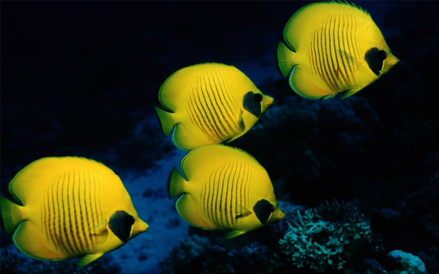 点击大图看下一张：一组梦幻五彩斑斓热带鱼图片