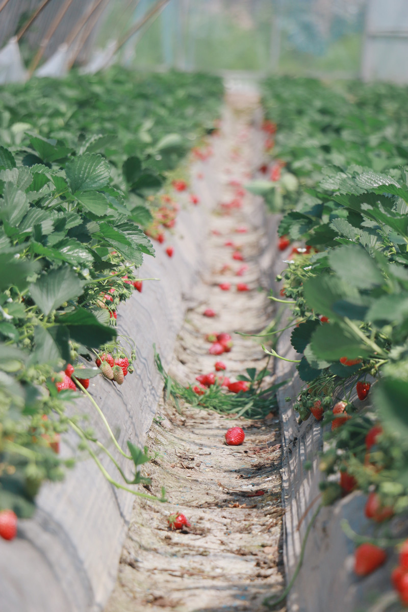 点击大图看下一张：一组草莓园里的草莓图片大全