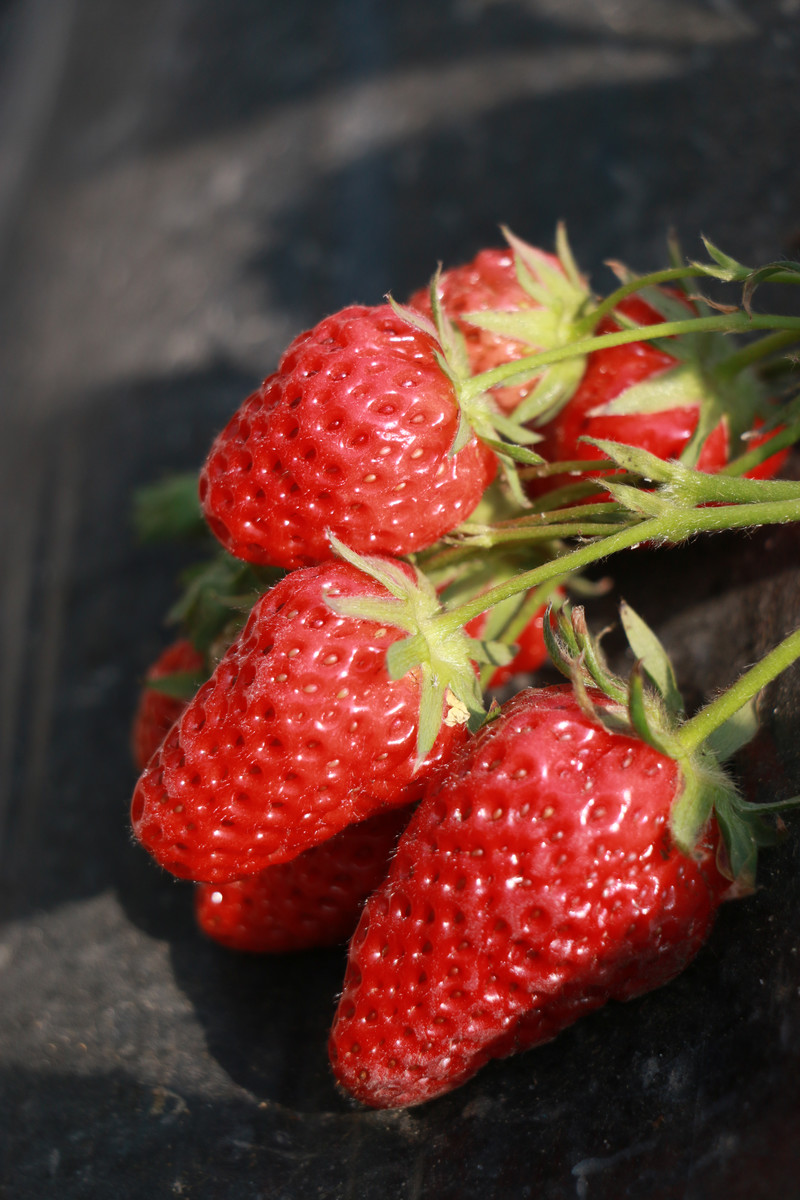 点击大图看下一张：一组草莓园里的草莓图片大全