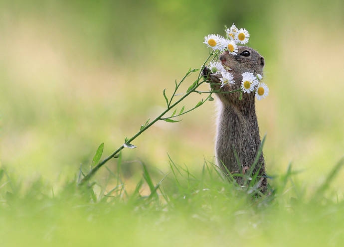 点击大图看下一张：小松鼠站在草地上嗅花香可爱图片大全