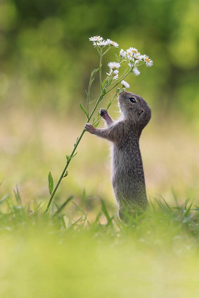 点击大图看下一张：小松鼠站在草地上嗅花香可爱图片大全