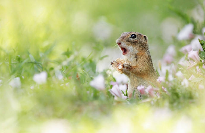 点击大图看下一张：在草地里开心玩耍的小松鼠图片欣赏