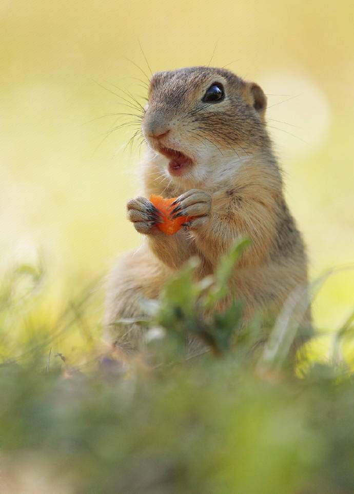 点击大图看下一张：在草地里开心玩耍的小松鼠图片欣赏