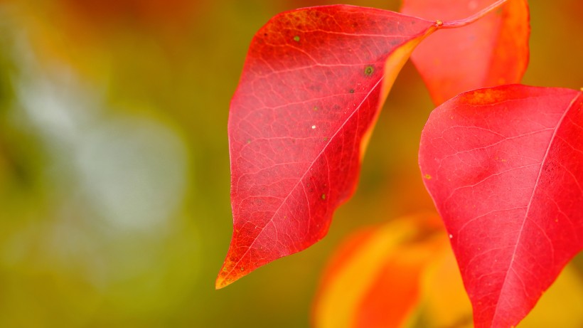 点击大图看下一张：艳丽优美的红叶植物桌面壁纸图片